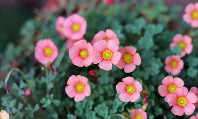 "它"是促花"利器",浇一点开花"爆盆",但要用对"方法"