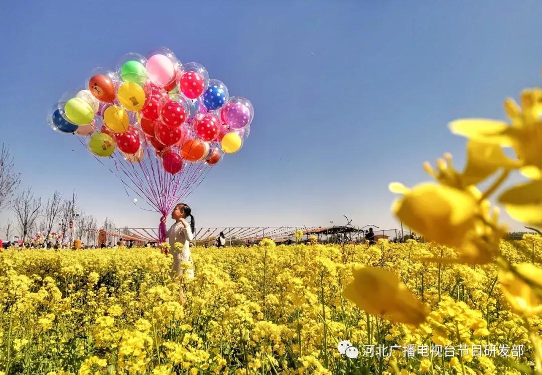 安平油菜花正艳