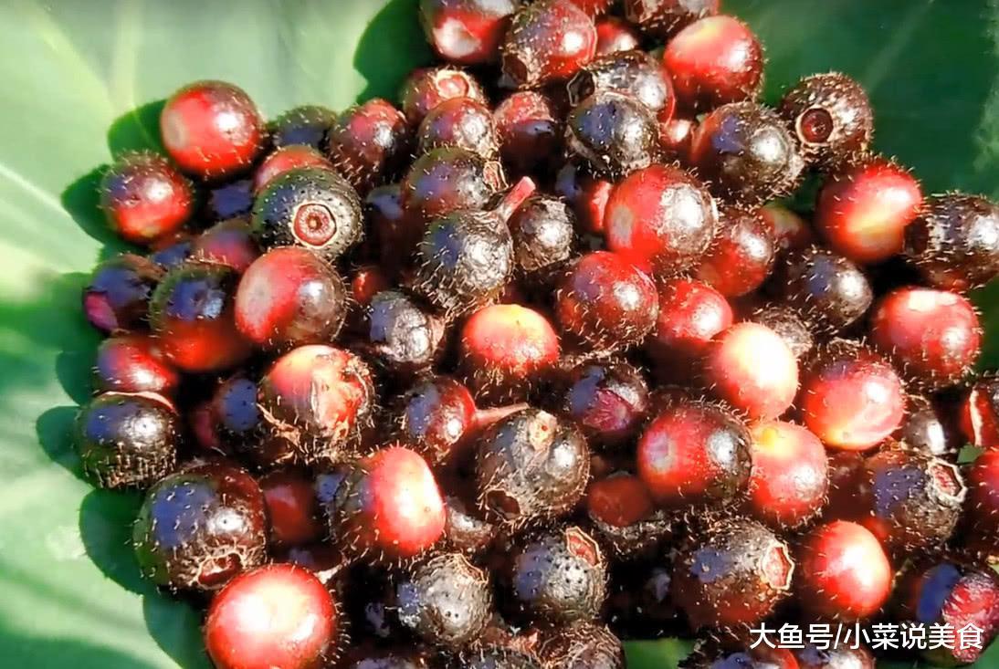 在田埂上就可以采摘到的一种野果,长得很像蓝莓,吃完舌头黑黑的|侵权|野果|捻子_新浪新闻