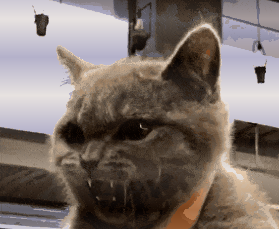 主人用力掐住小奶猫母猫以为孩子要被捏死表情太惊恐了