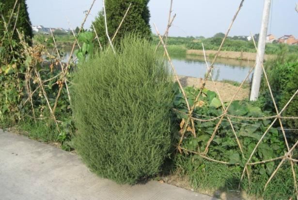 我国用这种植物做扫把,这种植物在日本人手里,身价暴涨千倍