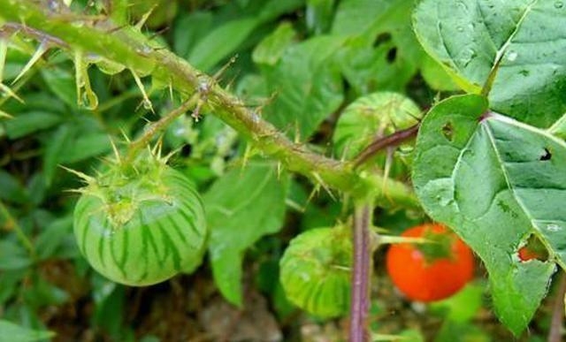 农村处处都是宝其中就有一个植物用处十分大用钱都买不到