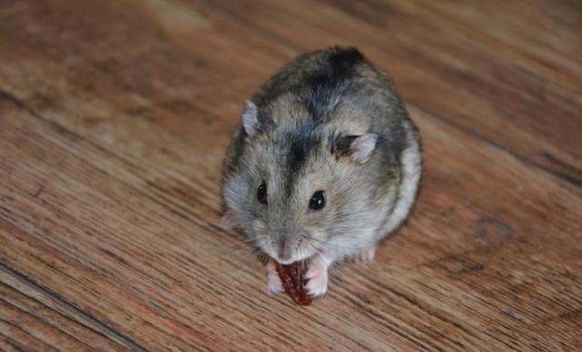 养宠小心最容易饲养的三线仓鼠也会咬人