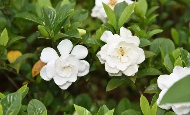 养栀子用点“干货”，唰唰爆花，花朵香又大！|栀子花|栀子|橘子皮_新浪新闻