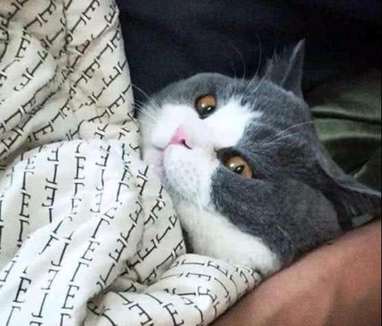 回到家看见猫跟老公盖着被子,但猫表情有些不对劲,掀开一看