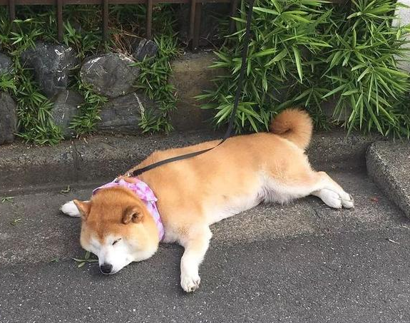 柴犬睡在马路边主人给它打造了狗狗专属的小型停车位