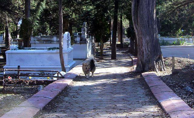 狗狗每天趁主人上班偷溜出门,主人跟踪后发现超暖真相忍不住落泪