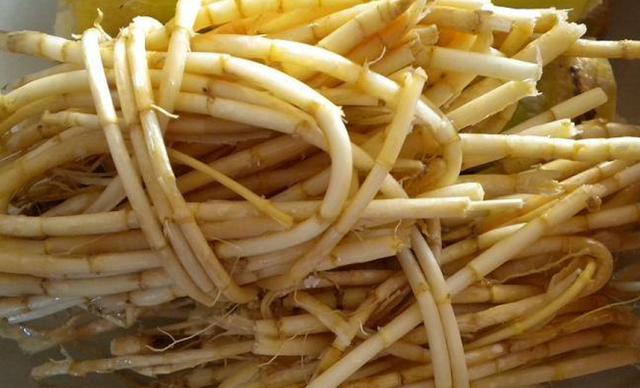 这草根长得像"折耳根",是80年代农村孩子的零食|草根|茅根|农村_新浪