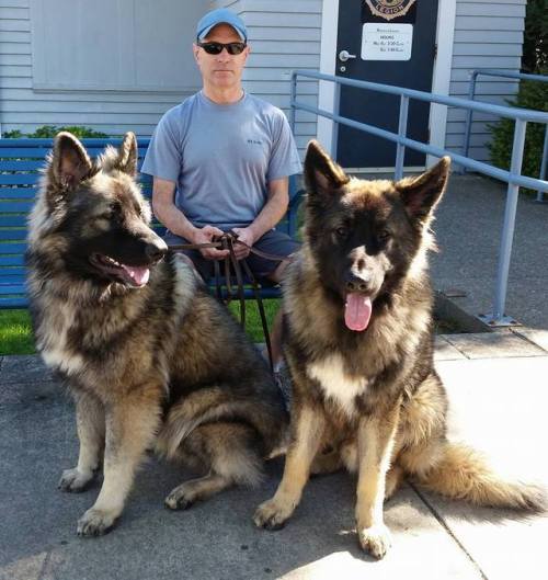 它是德牧加强版,阿拉与德牧的混血后代,警队中的明日之星