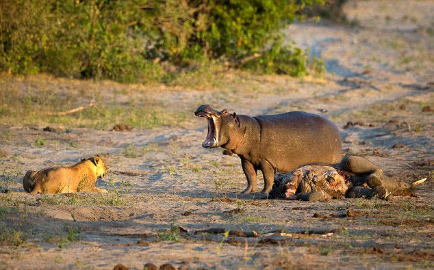 非洲"一哥"狮子的天敌竟然是它!一口能吞下一头狮子!