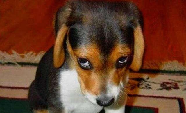 爱犬做错事情摆出内疚的表情主人心软原谅狗我演技太好