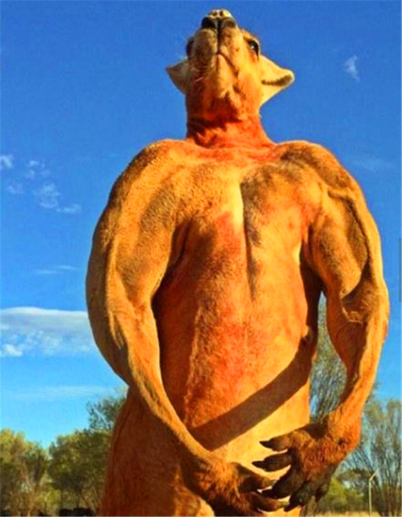 这只袋鼠是吃菠菜长大吗?竟然长成这么大块,但内心住着位小公举