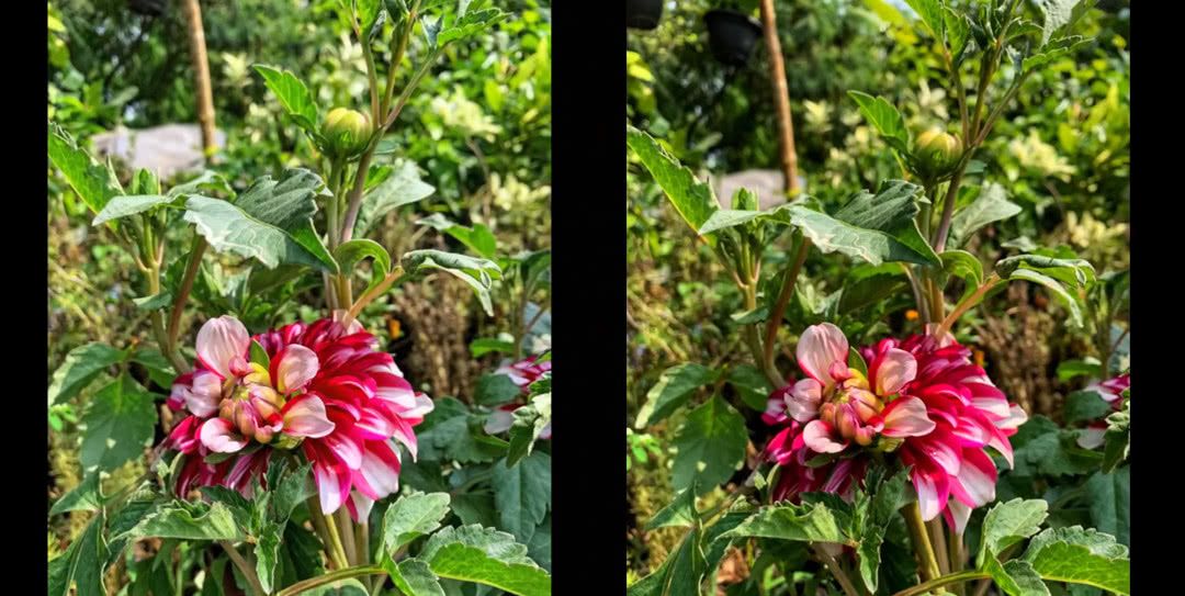 红米Note7\/荣耀V20拍照样张对比:荣耀V20细节