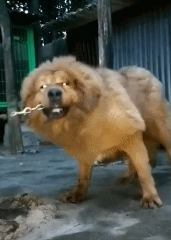 藏獒咬了十多天铁链了主人上一条都快断了网友它想补补铁