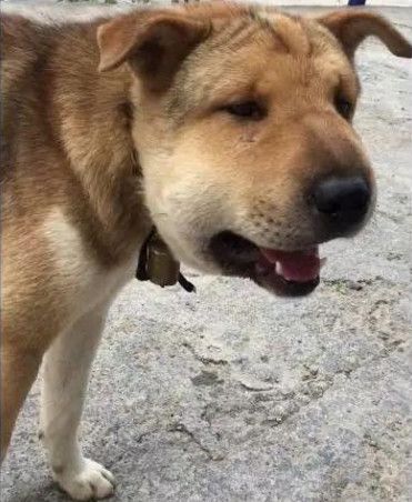 大黄又被小蜜们欺负,看它这猪头丙模样,隔着屏幕都觉得痛