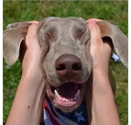 爱做鬼脸的狗砸是怎么回事?汪:论谁可爱?你是赢不了我的!