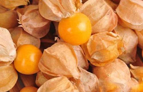 农村一种野果小时候都爱吃,还可以做成口哨,现在很少见到