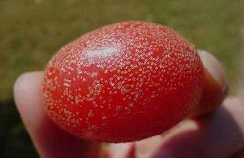 农村这种野果,俗称"牛奶子",农村娃当零食,如今很稀少了!