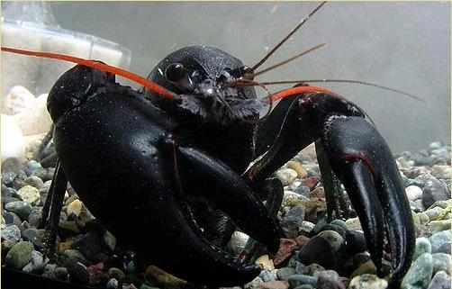 第三种:黑魔虾   黑