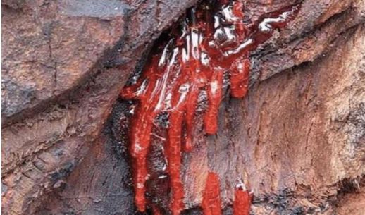 一斧头下去后树流血了,得知真相后乐开了花|砍树|松树|榕树_新浪新闻