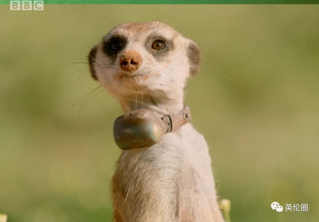 不是人拍的!bbc纪录片为啥总能成爆款