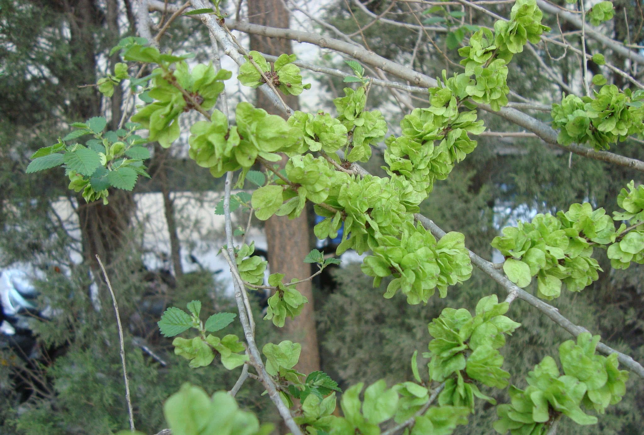 农村里常见的"它",树皮和果实都能吃,60,70后曾经当饭吃|榆树|榆皮|白