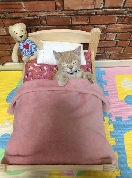 小橘猫乖乖地睡在铲屎官买的小床上,盖着被子的样子太可爱了