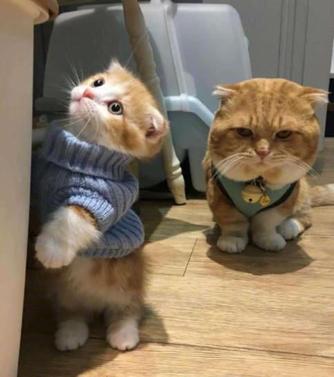 猫妈生下小猫仔后，猫爸就做起了保姆，一家三橘太可爱了|猫爸|猫|小情人_新浪新闻