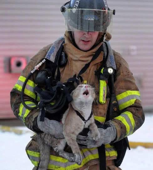 不同猫咪被消防员救出时的表情该养什么猫那只胖橘你够了