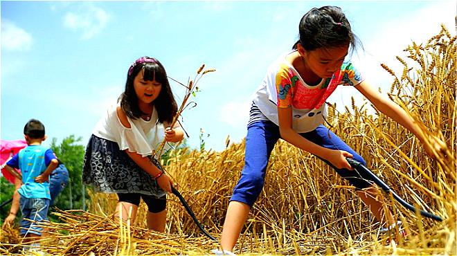 农民是最勤快的人,为何却总富不起来?