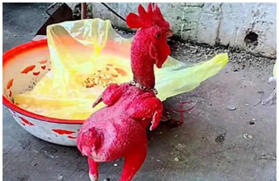 这只红色无毛鸡出名了,一身打扮超霸气:黑帮大佬风