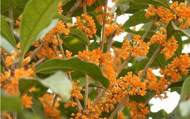 农村常见的桂花树都有哪些品种?什么时候开花?