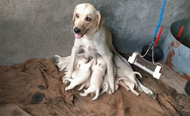 狗狗给自己的11只娃喂奶,一脸疲惫却还笑:都我生的,厉害吧