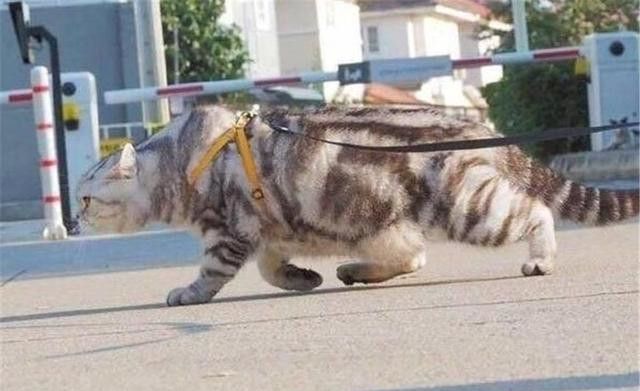 猫咪走路自带王者气息,几公斤的体重,硬是走出老虎般的架势!