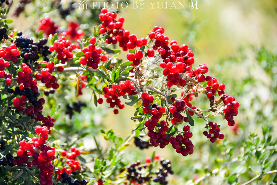 柴达木盆地的戈壁滩上,巧遇大片野生白刺果,据说能降血糖抗衰老