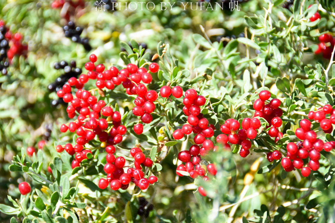 柴达木盆地的戈壁滩上,巧遇大片野生白刺果,据说能降血糖抗衰老