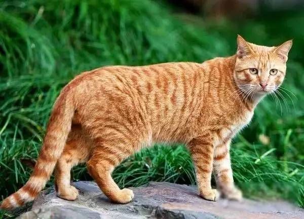 我国的黄狸猫,被称为中国虎斑猫,目前正在申请纯血统