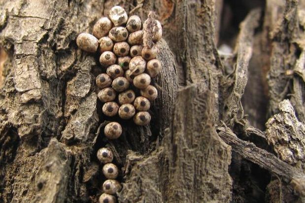 小伙子在山上遇到了一窝洋辣子,想把它们弄死,结果接下来他吐了|二叔|