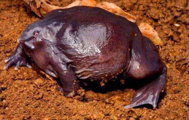 这种生物具备最独特的交配战略,它们也叫做"猪鼻蛙",吻部凸起像个猪