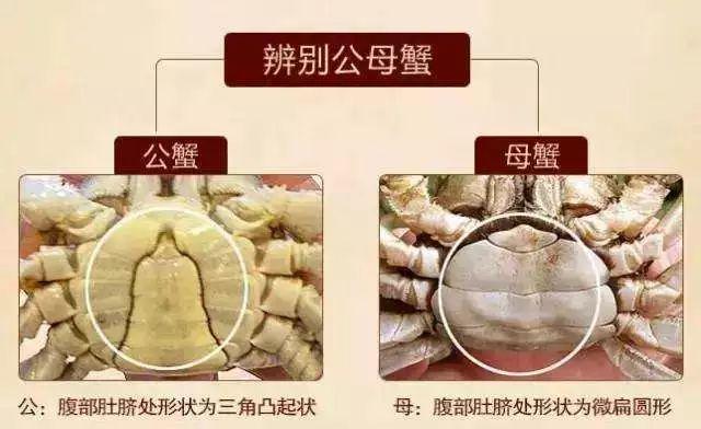 阳澄湖|大闸蟹|螃蟹_新浪新闻