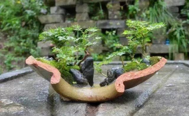 废弃摔破盆瓦罐不要扔掉做成一个有趣的盆栽