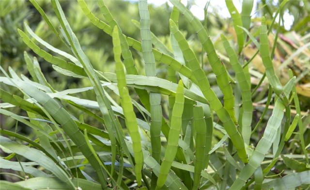 这个野生植物,如长在您家乡,请重视,十分珍贵