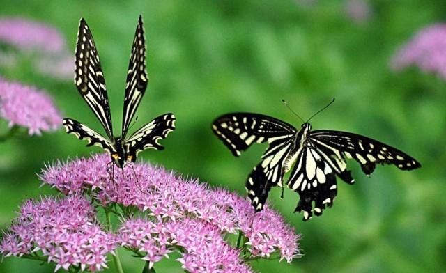 小班表演游戏三只蝴蝶