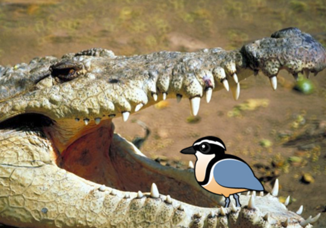 鳄鱼周围并没有什么牙签鸟可有人竟以此为概念拍了部电视剧