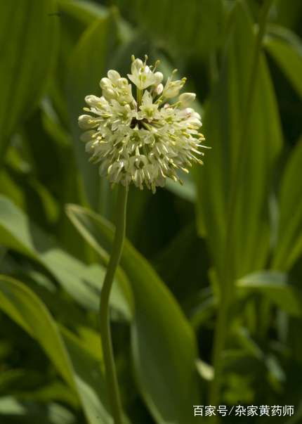 荒野维生食物之野菜系列——茖葱