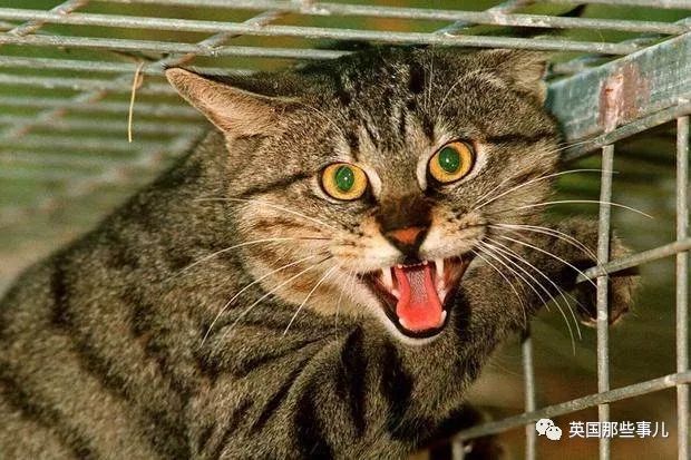野猫管不住了 澳洲要修全世界最长的防猫 长城 手机新浪网