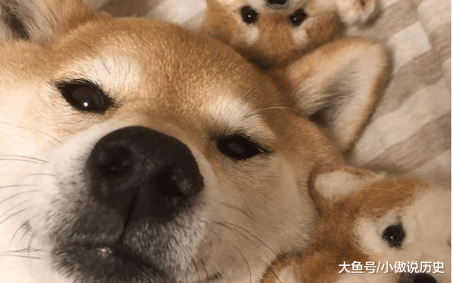 里,站起来对着地板尿,主人回来一看都被气笑了|笼子|柴犬|狗狗_新浪网