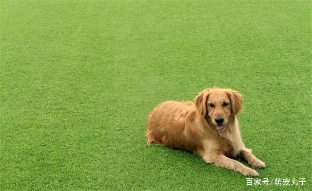 家里金毛走丢了,一周后它自己回到家后,趴在沙发上睡了起来