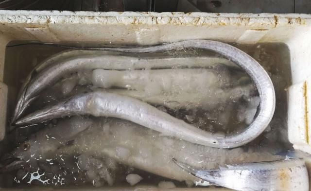 带鱼也泡过"甲醛"?专家:为了家人健康,尽量别买这"3种"!