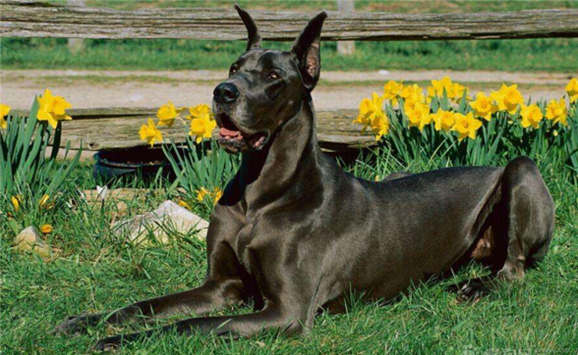 第一种对孩子有耐心,第五种全世界有名|种狗|拳师犬|名犬_新浪新闻